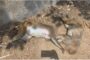 Sensation spread due to death of more than a dozen monkeys in Mathura, foreign national arrested on charges of murder