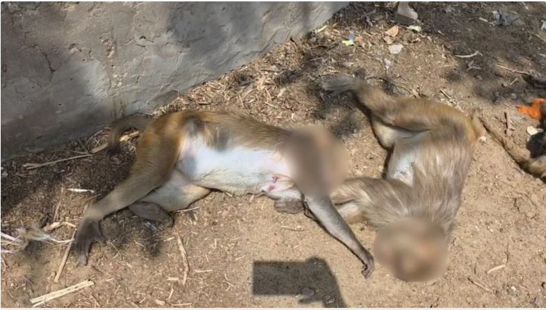 Sensation spread due to death of more than a dozen monkeys in Mathura, foreign national arrested on charges of murder